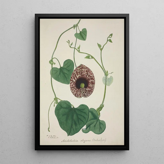 George De Alwis - Mon Jardin a Ceylan Pl071.webp