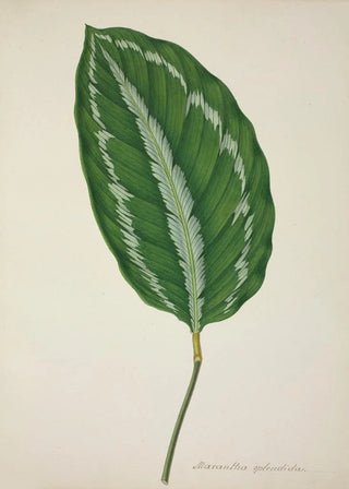 George De Alwis - Mon Jardin a Ceylan Pl085.webp