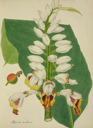 George De Alwis - Mon Jardin a Ceylan Pl102.webp