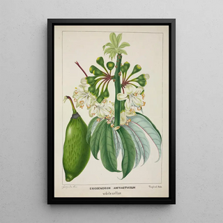 George De Alwis - Mon Jardin a Ceylan Pl112.webp