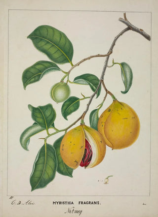 George De Alwis - Mon Jardin a Ceylan Pl117.webp