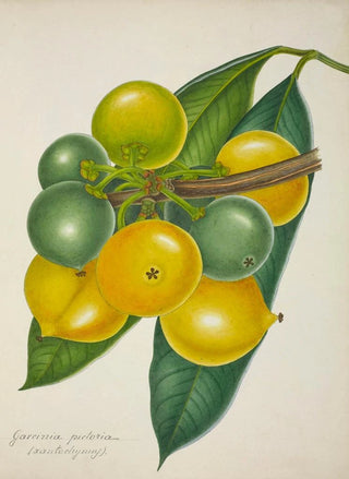 George De Alwis - Mon Jardin a Ceylan Pl128.webp