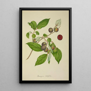 George De Alwis - Mon Jardin a Ceylan Pl156.webp