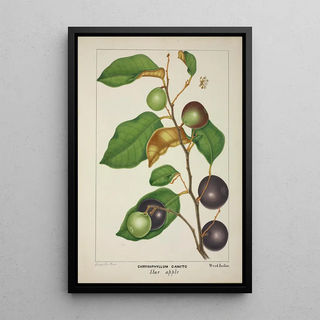 George De Alwis - Mon Jardin a Ceylan Pl157.webp