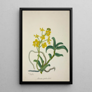 George De Alwis - Mon Jardin a Ceylan Pl159.webp