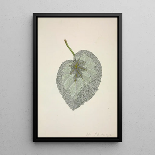 George De Alwis - Mon Jardin a Ceylan Pl169.webp