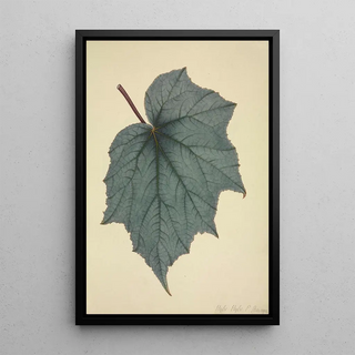 George De Alwis - Mon Jardin a Ceylan Pl171.webp