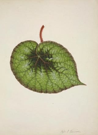 George De Alwis - Mon Jardin a Ceylan Pl175.webp