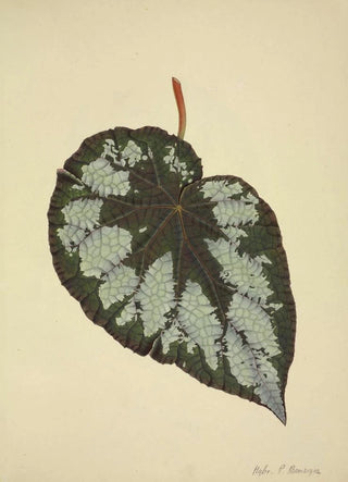 George De Alwis - Mon Jardin a Ceylan Pl176.webp