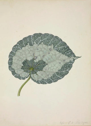 George De Alwis - Mon Jardin a Ceylan Pl179.webp