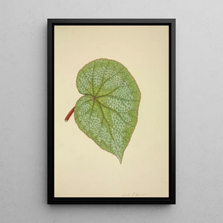 George De Alwis - Mon Jardin a Ceylan Pl193.webp