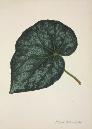 George De Alwis - Mon Jardin a Ceylan Pl221.webp