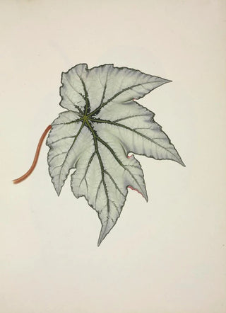 George De Alwis - Mon Jardin a Ceylan Pl227.webp