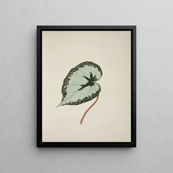 George De Alwis - Mon Jardin a Ceylan Pl246.webp