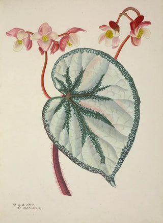 George De Alwis - Mon Jardin a Ceylan Pl252.webp