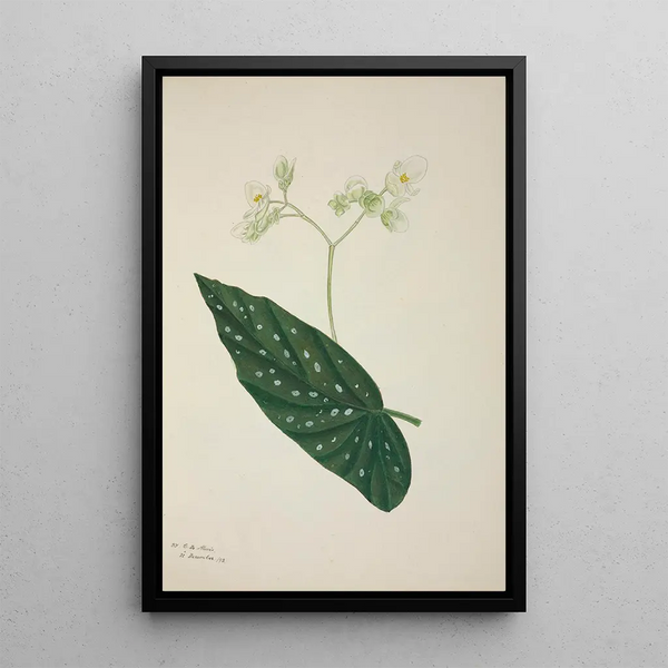 George De Alwis - Mon Jardin a Ceylan Pl257.webp