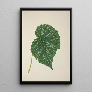 George De Alwis - Mon Jardin a Ceylan Pl262.webp