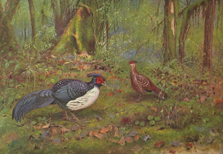 George Edward Lodge - BlackBacked Kaleege.webp