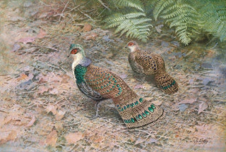 George Edward Lodge - Bornean Peacock Pheasant.webp