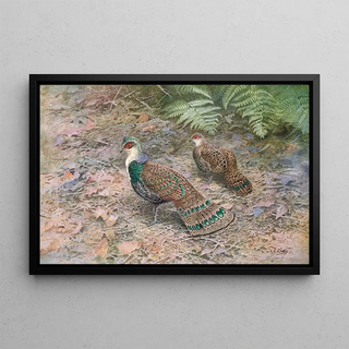 George Edward Lodge - Bornean Peacock Pheasant.webp