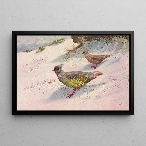 George Edward Lodge - Geoffroys Blood Partridge.webp