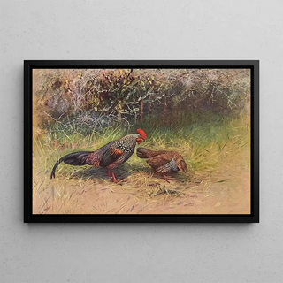 George Edward Lodge - Grey Junglefowl.webp