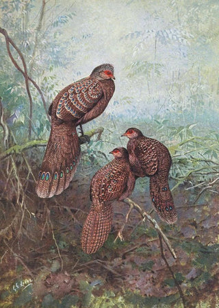 George Edward Lodge - Grey Peacock Pheasant.webp