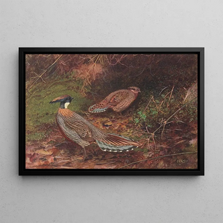 George Edward Lodge - YellowNecked Koklass Pheasant.webp