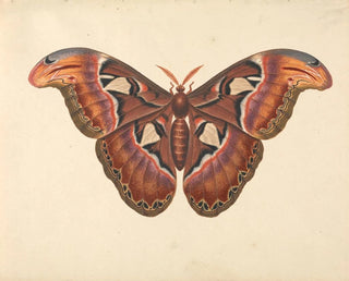 Papillon Atlas - George Edwards — näkymä teoksesta