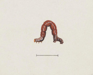 Aquarellimaalaus entomologiasta Pl003 - George Hudson — näkymä teoksesta