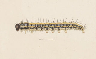 George Hudson - Entomology watercolour Pl009.webp