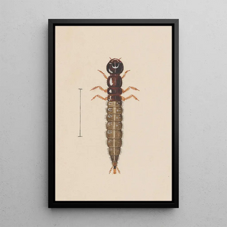 George Hudson - Entomology watercolour Pl021.webp