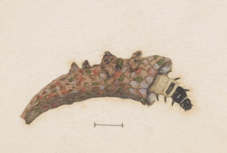 George Hudson - Entomology watercolour Pl025.webp