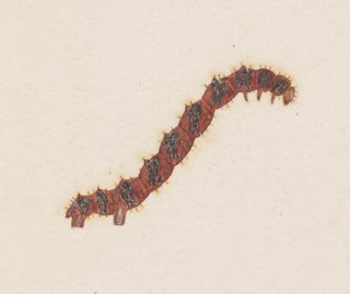 Aquarelli entomologian Pl031 - George Hudson — näkymä teoksesta