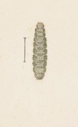 George Hudson - Entomology watercolour Pl033.webp