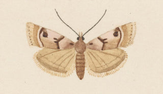 George Hudson - Entomology watercolour Pl034.webp
