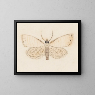 George Hudson - Entomology watercolour Pl036.webp