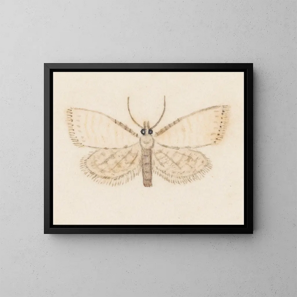 Aquarelli entomologian Pl036 - George Hudson — kehystetty taideteos seinällä