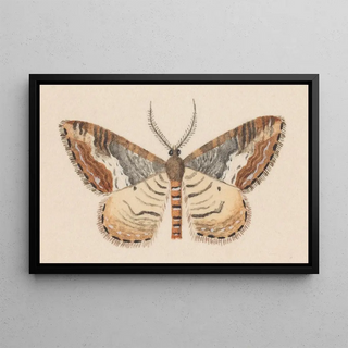 George Hudson - Entomology watercolour Pl039.webp