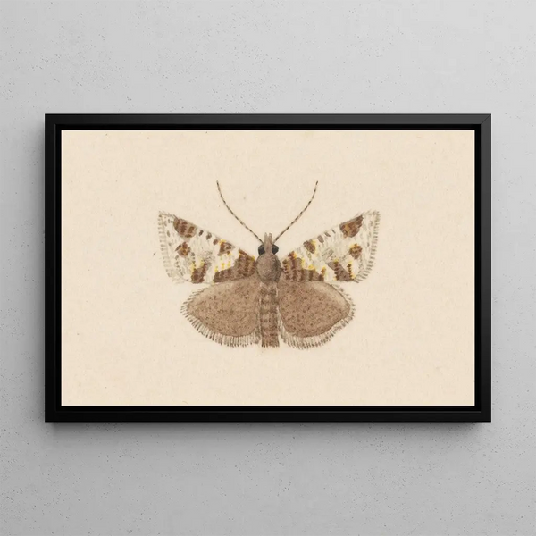 George Hudson - Entomology watercolour Pl040.webp