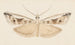 Entomologinen akvarellimaalaus Pl043 - George Hudson — näkymä teoksesta