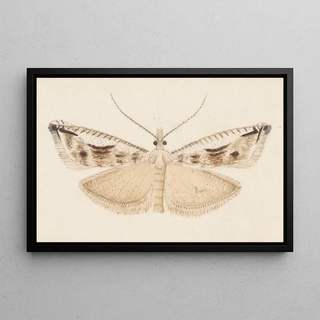 George Hudson - Entomology watercolour Pl043.webp