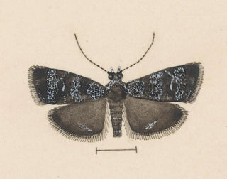 Aquarelli entomologian Pl044 - George Hudson — näkymä teoksesta