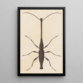 George Hudson - Entomology watercolour Pl048.webp