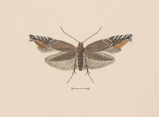 Aquarelli entomologian Pl049 - George Hudson — näkymä teoksesta