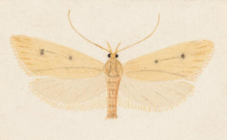 George Hudson - Entomology watercolour Pl052.webp