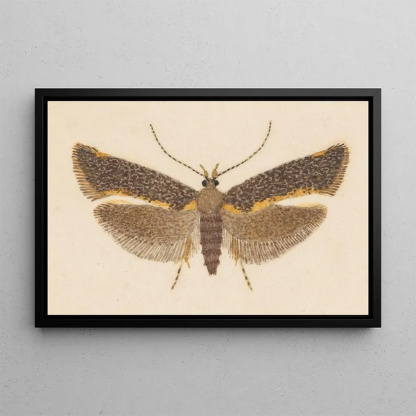 Entomologian akvarelli Pl053 - George Hudson — kehystetty taideteos seinällä