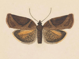 Aquarelli entomologian Pl056 - George Hudson — näkymä teoksesta