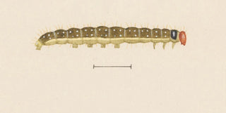George Hudson - Entomology watercolour Pl064.webp