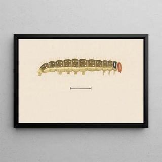 George Hudson - Entomology watercolour Pl064.webp